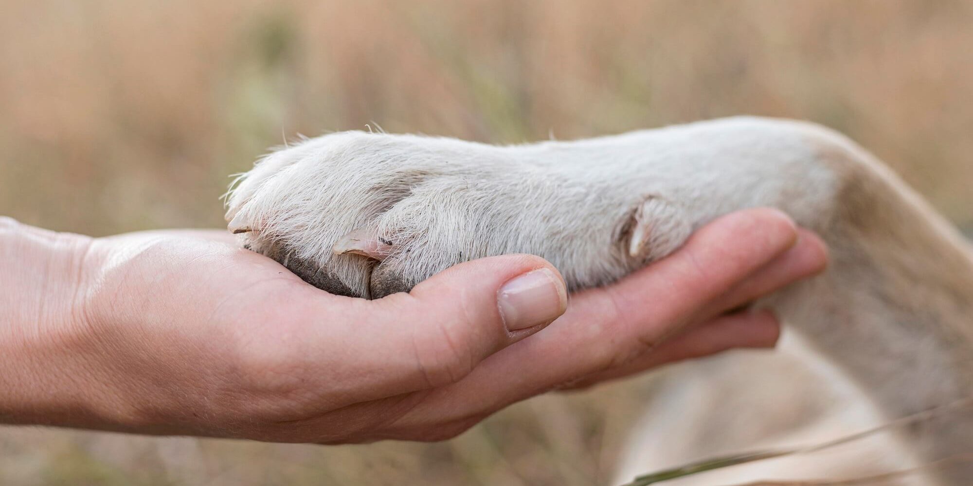 hayvan-insan-pati-el